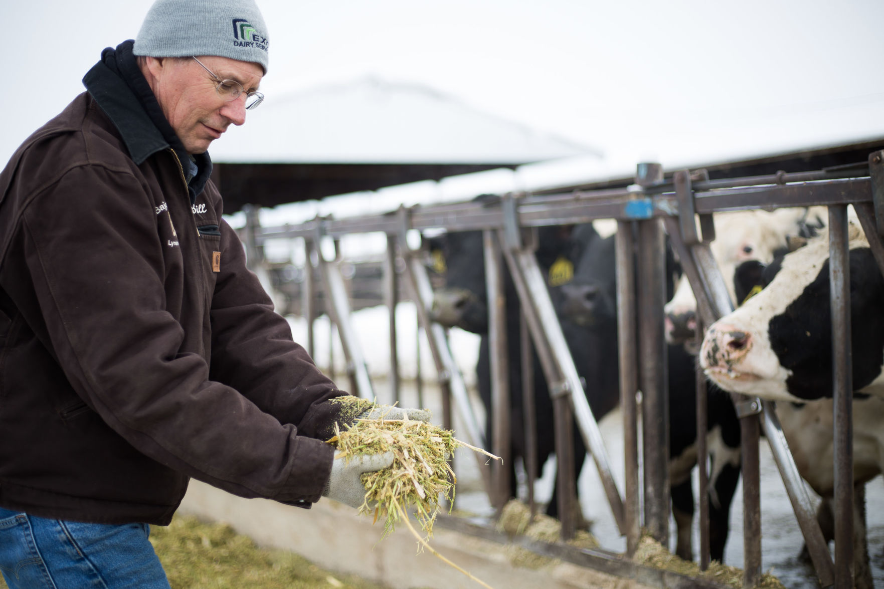 Cows-YH-021319-3.jpg